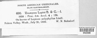 Uromyces lupini image